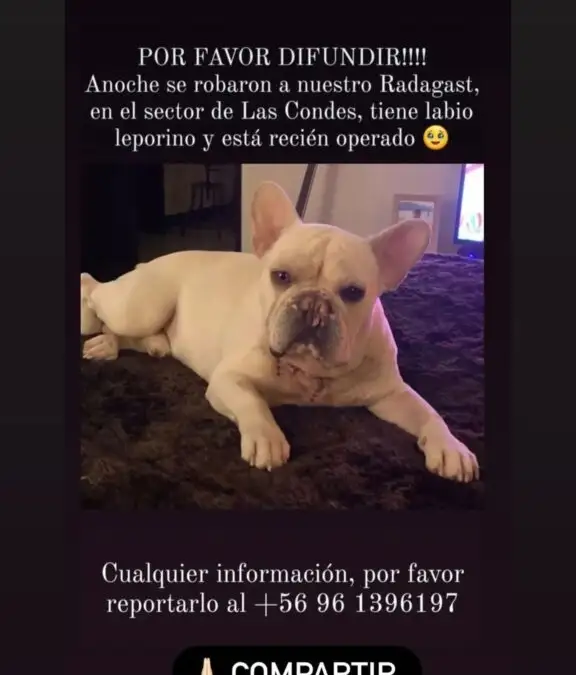 La esposa de Falcón hizo un llamado para ir en ayuda de una de sus mascotas.